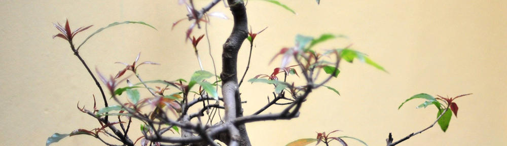 Kwiatowa-Poczta.com.pl